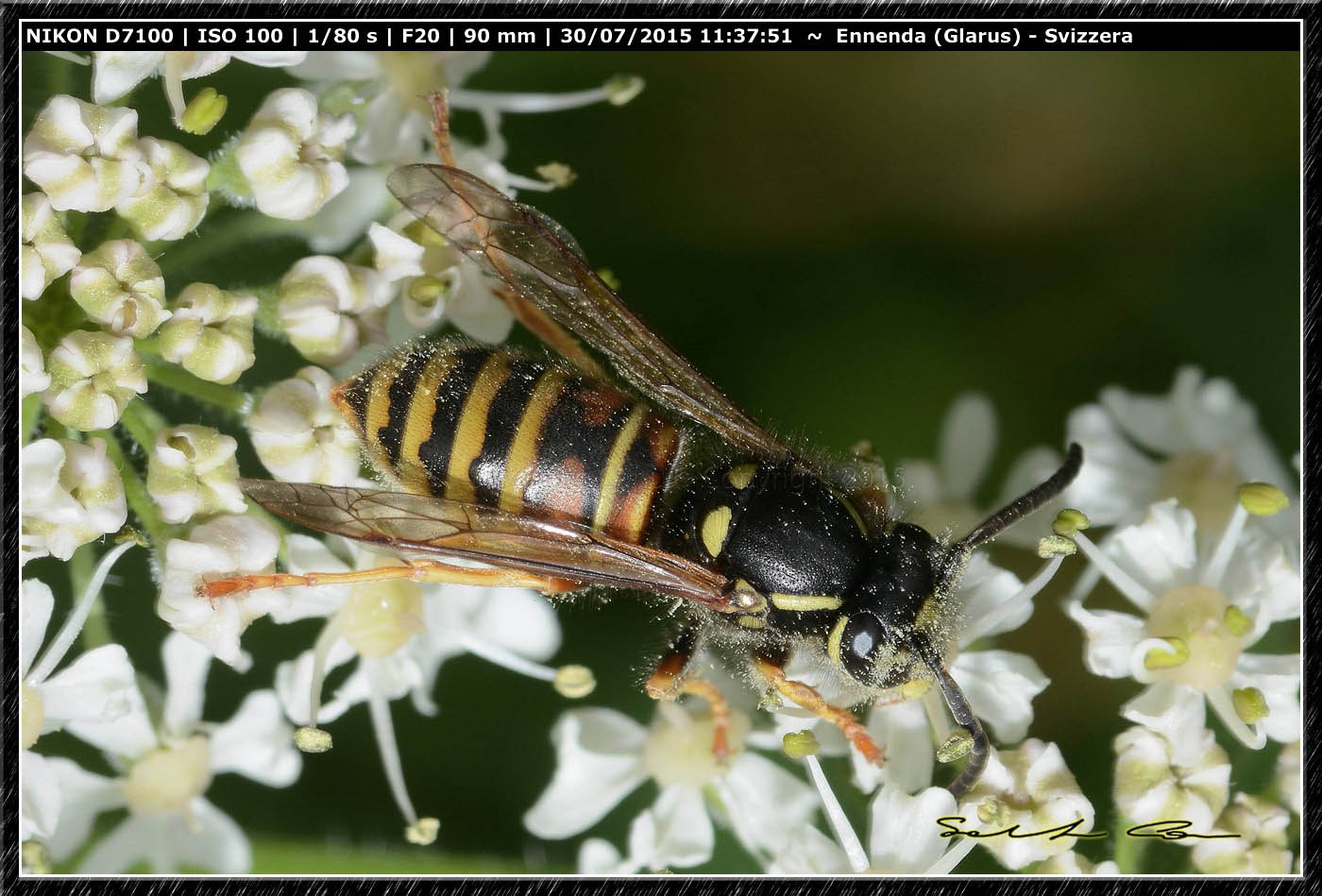 Vespidae: Vespula (Vespula ) rufa.